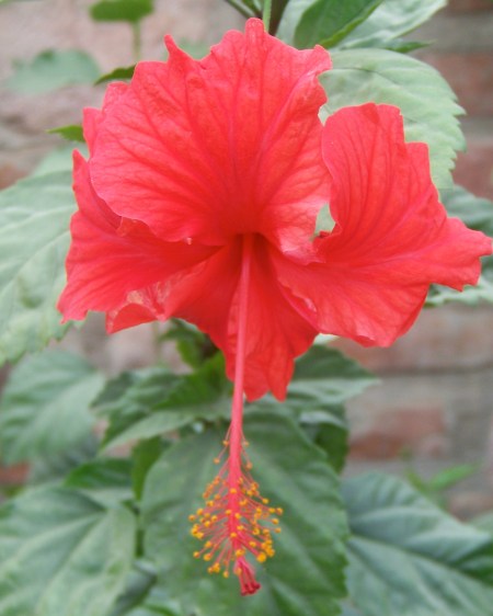Red_hibiscus