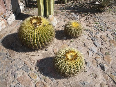 Barrel_cactus_ferocactus