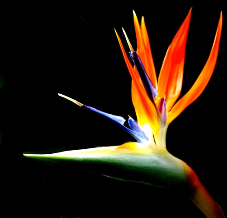 Bird-of-paradise-flower