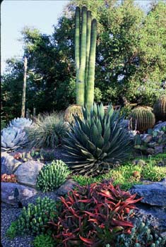 Mexican_garden
